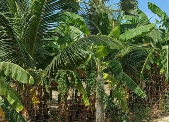 Terrain de 1 000 m² à vendre à Cap Skirring – Emplacement stratégique et calme